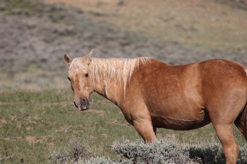 Wild Mustangs of McCullough Peak