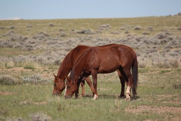 Wild Mustangs of McCullough Peak