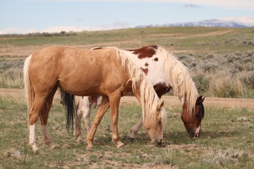 Obraz premium Wild Mustangs of McCullough Peak