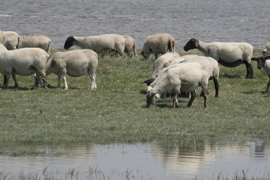 les moutons de pr&eacute;s sal&eacute;s