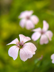 Fototapeta premium Flower5