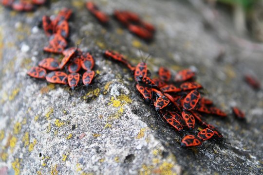 bug insect