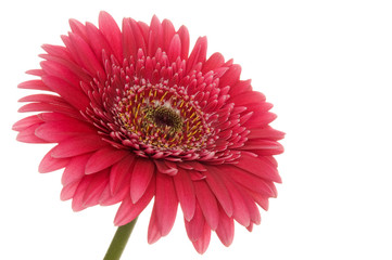 Bl&uuml;te (Gerbera)