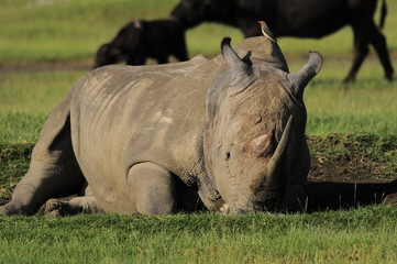 Rhinoceros (Rhinocerotidae), lake Nakuru, Kenya © PROMA