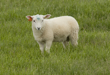 Lamb