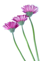 Blumen auf wei&szlig;em Hintergrund