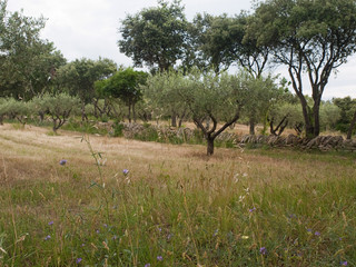 Champs d'oliviers en Provence