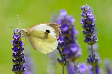 papillon et lavande