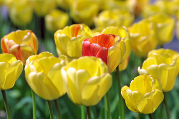 Fototapeta premium Yellow tulips in the garden