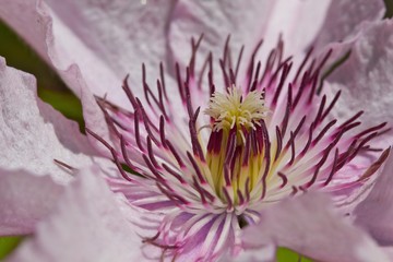 Clematis in Nahaufnahme