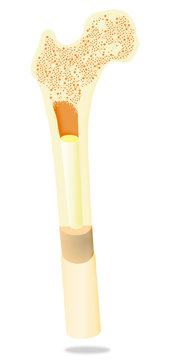 bone cross section diagram, anatomical, medical clip art preview