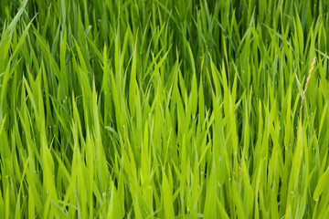 Macro shot of lush green grass