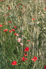 champs de bl&eacute; envahi