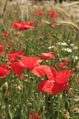 champs rouge de coquelicots