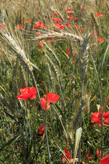 Fototapeta premium céréales et coquelicots