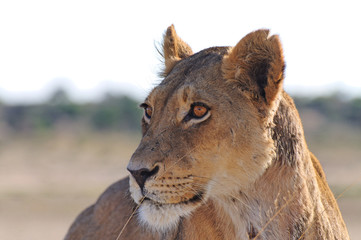 Löwe in der Kalahari