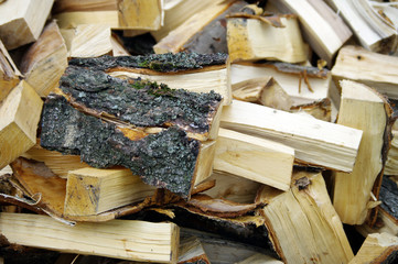 Rohstoff - Holz