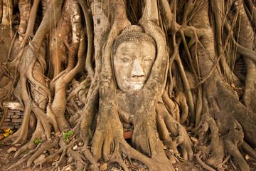 The buddha's head in the tree at Watmahathat, Thailand