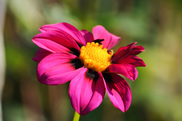 Dahlien. Zarte Blume. Natur Farben
