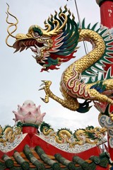 Fototapeta premium dragon