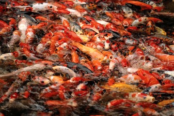 Koi Fish