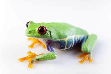 Tree frog