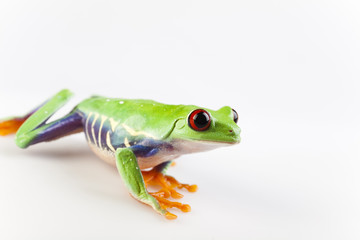 Green frog