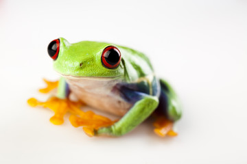 Small animal red eyed frog