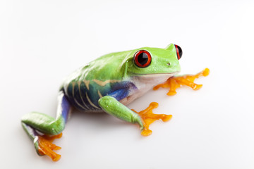 Obraz premium Tree frog