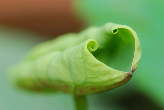 lotus