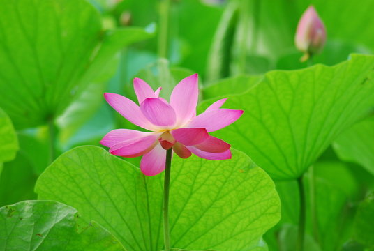 lotus