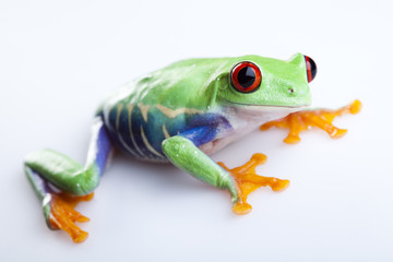 Green frog