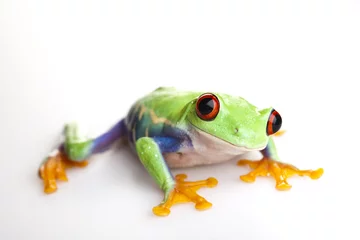 Crédence de cuisine en verre imprimé Grenouille Red eye frog
