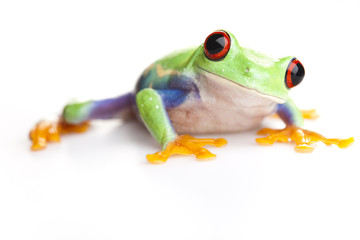 Tree frog