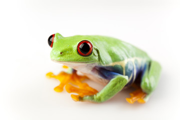 Red eye frog