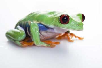 Tree frog