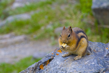 Naklejka na ściany i meble little chipmunk enjoys a snack