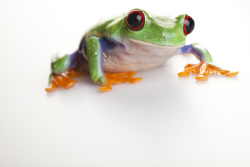 Obraz premium Small animal red eyed frog