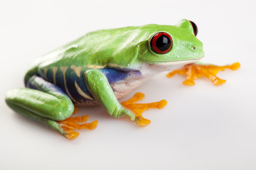 Small frog