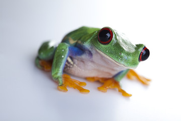 Green frog
