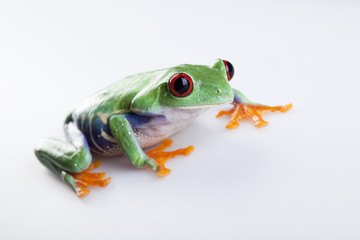 Small frog
