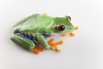 Red eyed tree frog