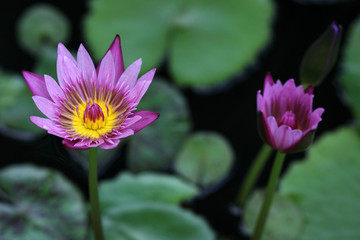 flore aquatique, nénuphar mauve