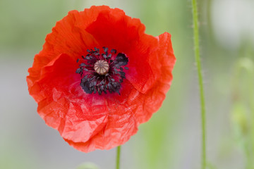 Klatschmohn - Papaver rhoeas