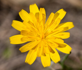 Macro of a yellow flower on a green background