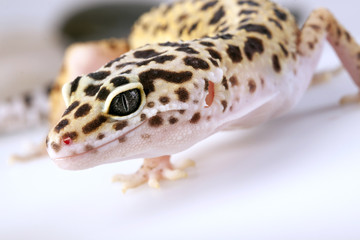 Gecko portrait!