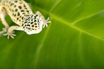 Gecko portrait on leaf