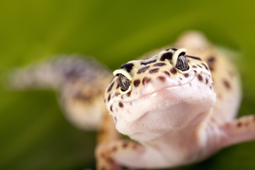 Fototapeta premium Gecko closeup on green leaf