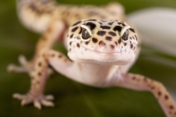 Gecko closeup!