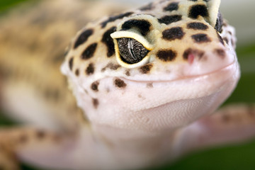 Gecko closeup!